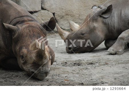 クロサイ クロサイ 1293664