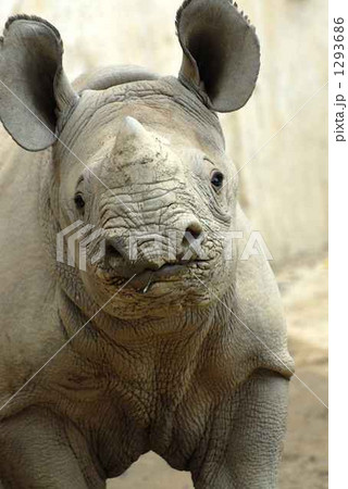 クロサイ赤ちゃん 1293686