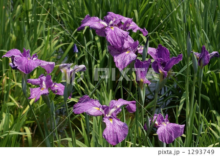 花菖蒲　日の出鶴 1293749