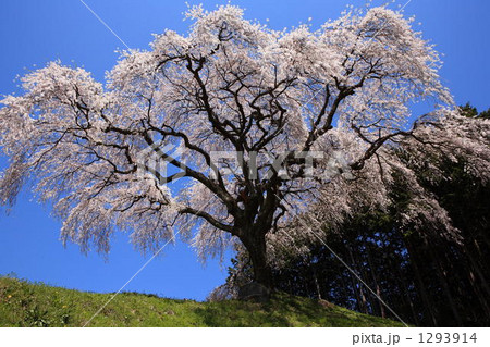 乙ヶ妻の桜 1293914