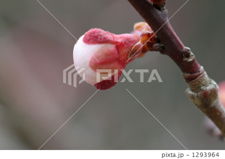 蛍光灯みたいつぼみ　ふくらんで 1293964