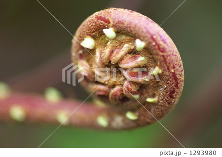 石垣島のシダの新芽 1293980