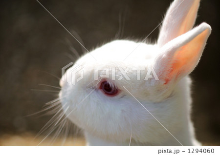 うさぎ うさぎ 1294060
