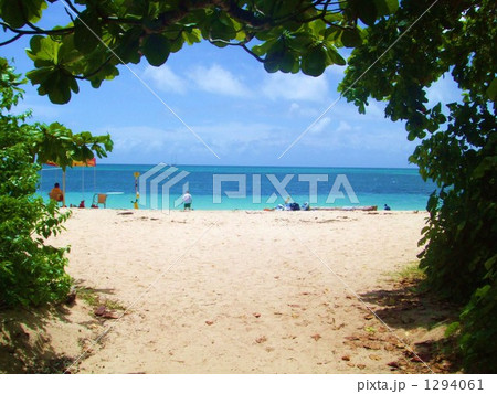 グリーン島 グリーン島 1294061