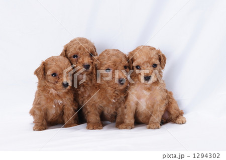 仲良しなトイプードルの子犬 1294302