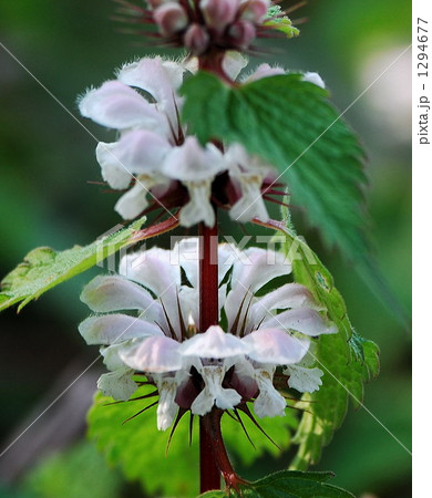 春の踊り 春の踊り 1294677