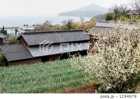 瀬戸に来る春 1294679