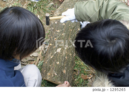 椎茸菌打ち込みする子供 1295265