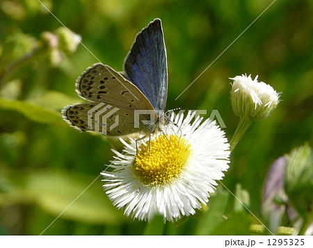 ヤマトシジミの吸蜜 1295325