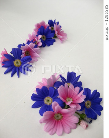 サイネリアの花　ピンクとブルー 1295585