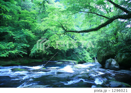 新緑の菊池渓谷 1296021