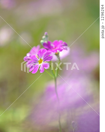 サクラソウ サクラソウ 1296264