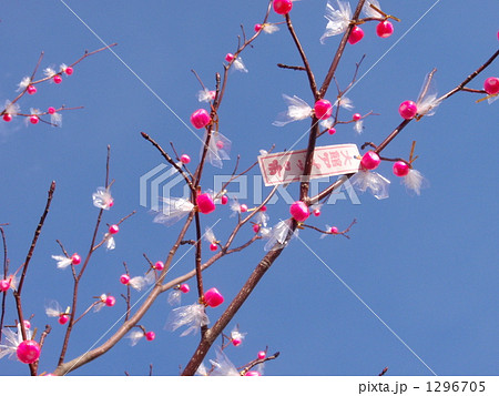 アメッコ市 アメッコ市 1296705