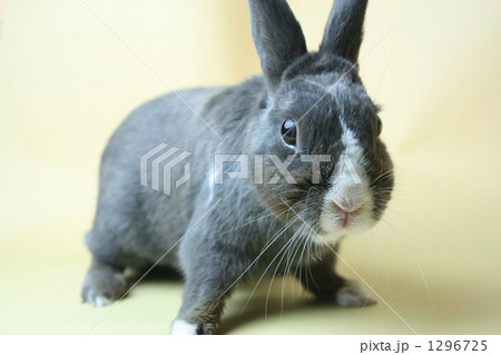 ペットのうさぎ 1296725
