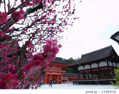 下鴨神社早春のシンボル 下鴨神社早春のシンボル 1296938