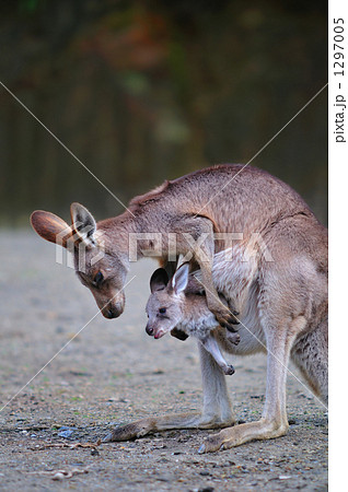 カンガルーの親子 1297005