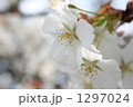 1297024