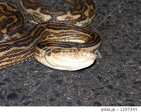 ホンハブ 顔 1297345