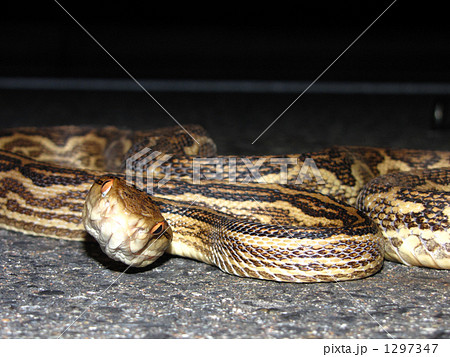 ホンハブ 1297347