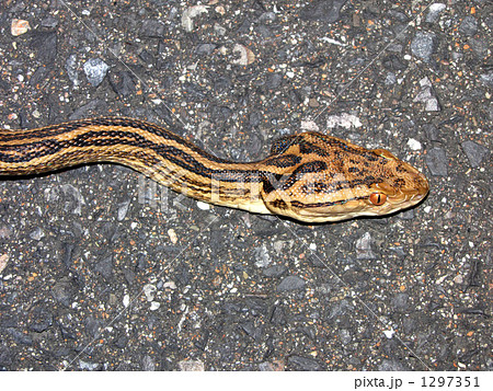 ホンハブ 三角頭 1297351