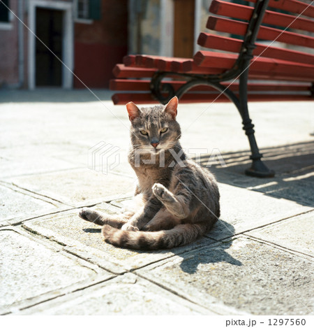 ベニスの野良猫 1297560