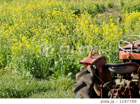 菜の花畑とトラクター 菜の花畑とトラクター 1297789