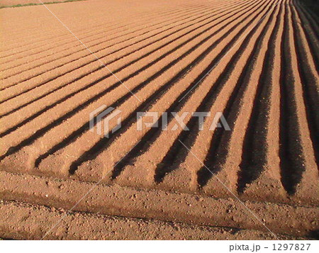 綺麗に植えた畑 1297827