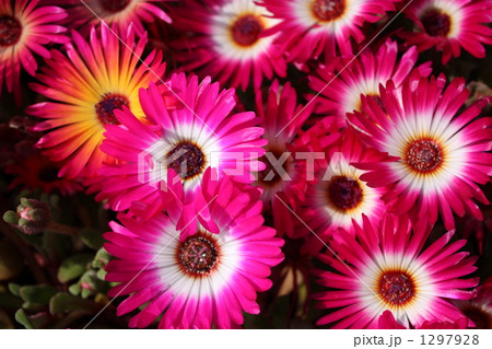 リビングストンデージー 1297928