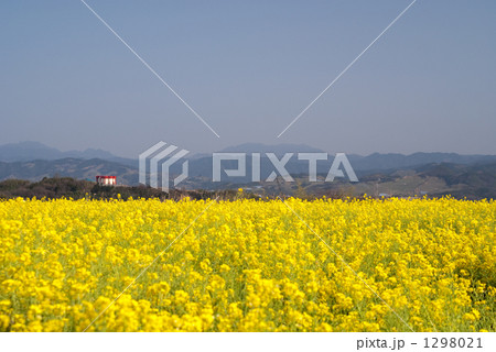 菜の花畑と紀伊山地 菜の花畑と紀伊山地 1298021