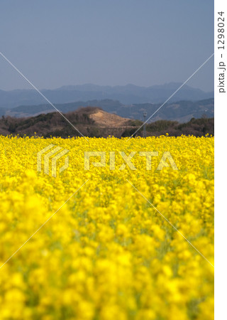 菜の花と紀伊山地 菜の花と紀伊山地 1298024