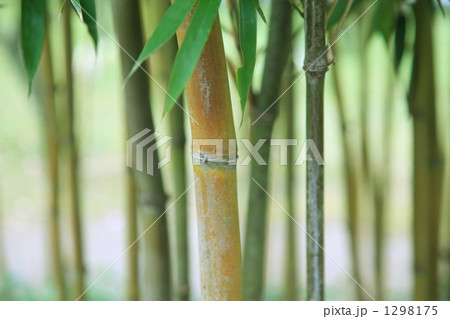 竹林 竹林 1298175