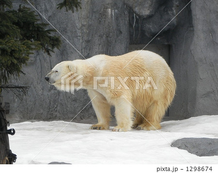 ホッキョクグマ 1298674