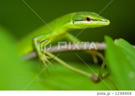 サキシマカナヘビ 1298908