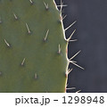 サボテン 1298948