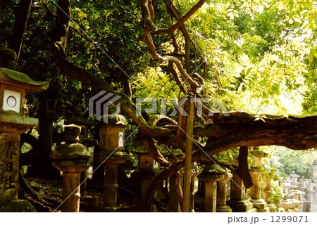 春日大社の初夏 1299071