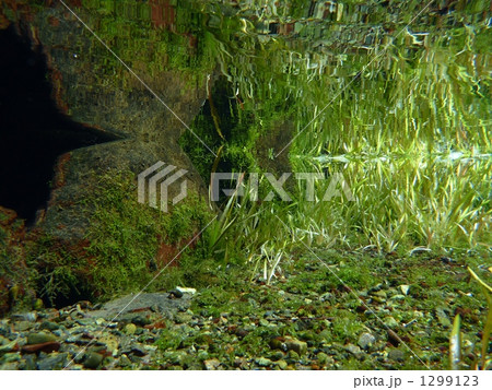 水中の風景 1299123