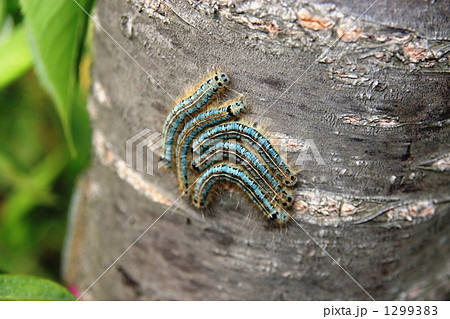 街路樹に付くオビカレハの幼虫の写真素材