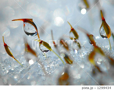 01月水滴 コケ01 01月水滴 コケ01 1299434