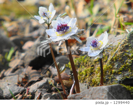 02月 セツブンソウ・キンポウゲ科43 02月 セツブンソウ・キンポウゲ科43 1299440