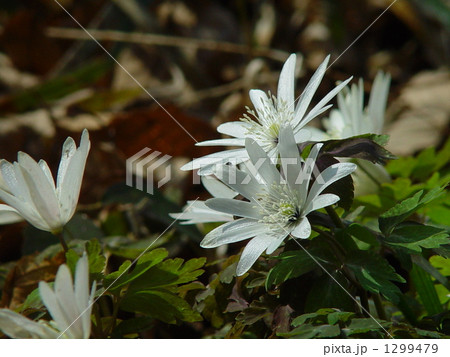 03月　アズマイチゲ・キンポウゲ科02 1299479