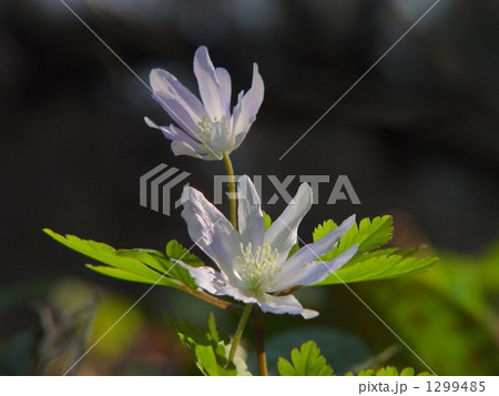 03月　キクザキイチゲ・キンポウゲ科04 1299485