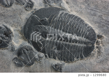 三葉虫 化石 示準化石の写真素材