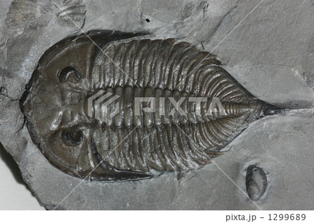 三葉虫 化石 示準化石の写真素材
