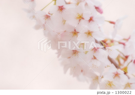 サクラ 10 1300022