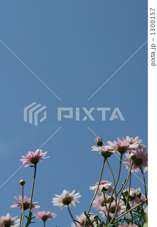 空に向かって背伸びをするように咲く花の群れ 空に向かって背伸びをするように咲く花の群れ 1300157
