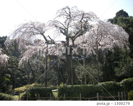 長興山しだれ桜 1300279