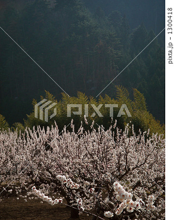 花の咲いた杏の枝々 半逆光 花の咲いた杏の枝々 半逆光 1300418