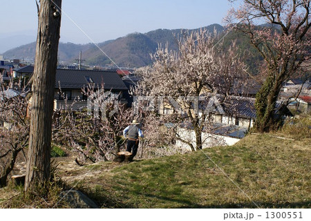 信州千曲市森の杏 信州千曲市森の杏 1300551