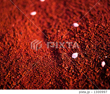 赤土の上に落ちた桜の花びら 1300997