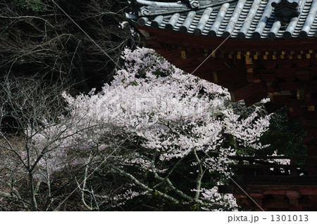 金剛寺の桜　３ 1301013